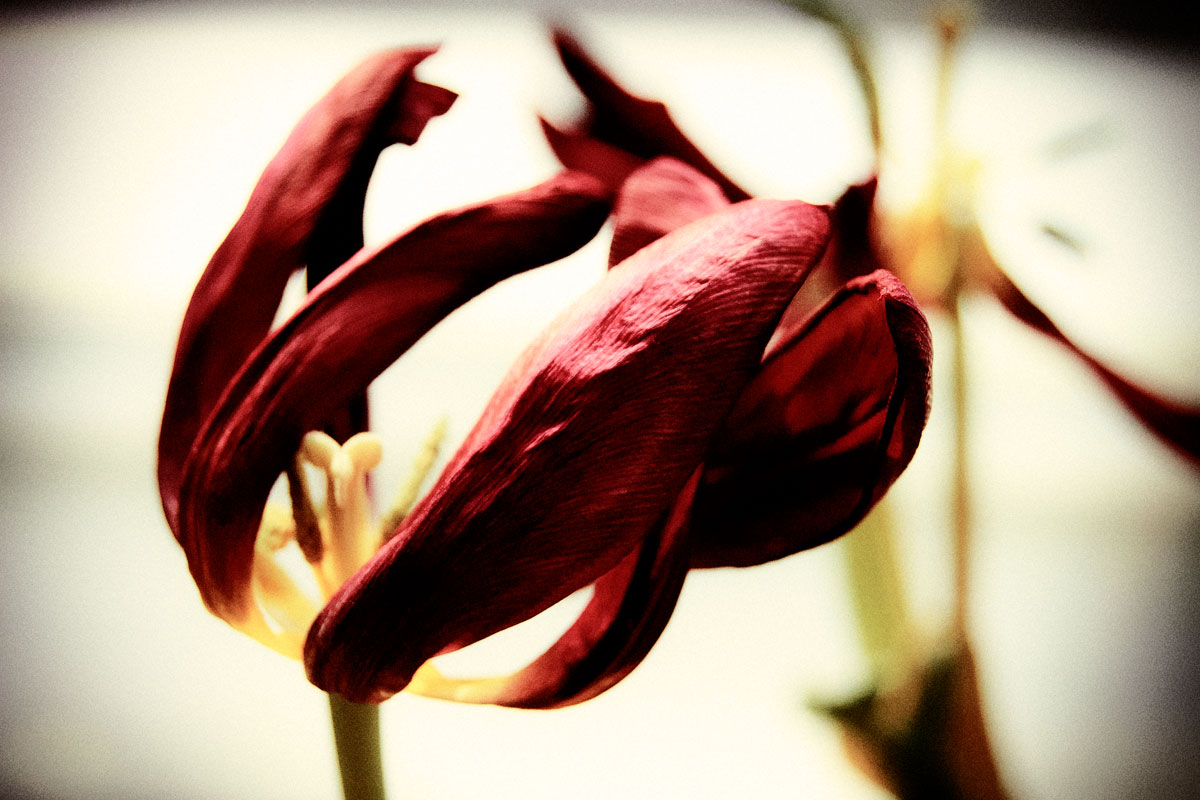 red-and-dry